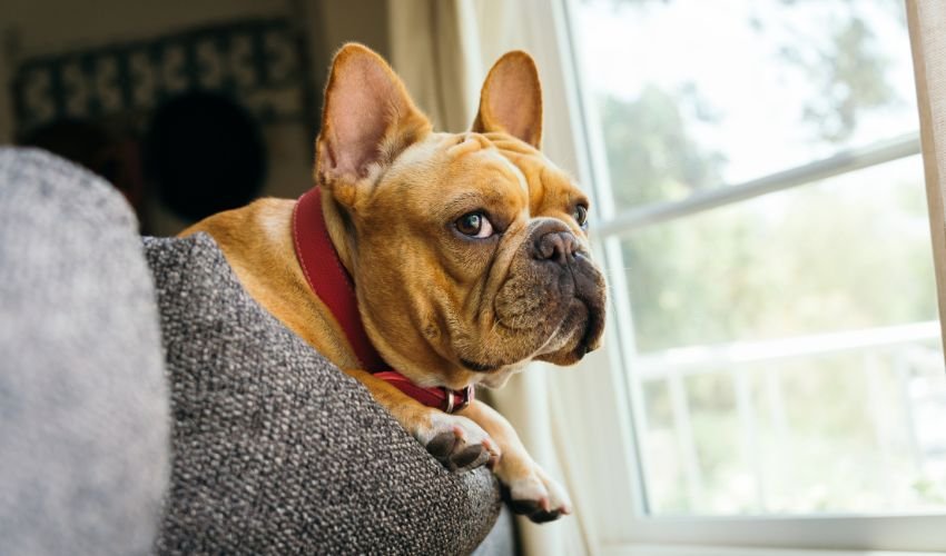 French Bulldog - Best medium sized dogs for apartments