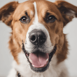 Best Dog Insurance That Covers Everything photo