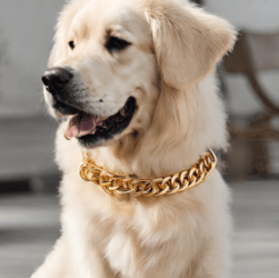 Gold Chain Dog Collar photo