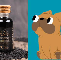 Seed Oil for Dogs photo