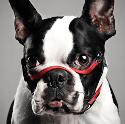 What does it look like Dog Muzzle for Boston Terrier