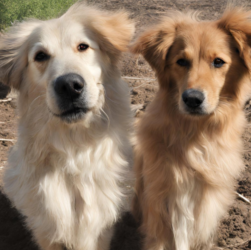 Two golden retriever puppies sitting in the dirt, one looking at the camera and the other looking away.