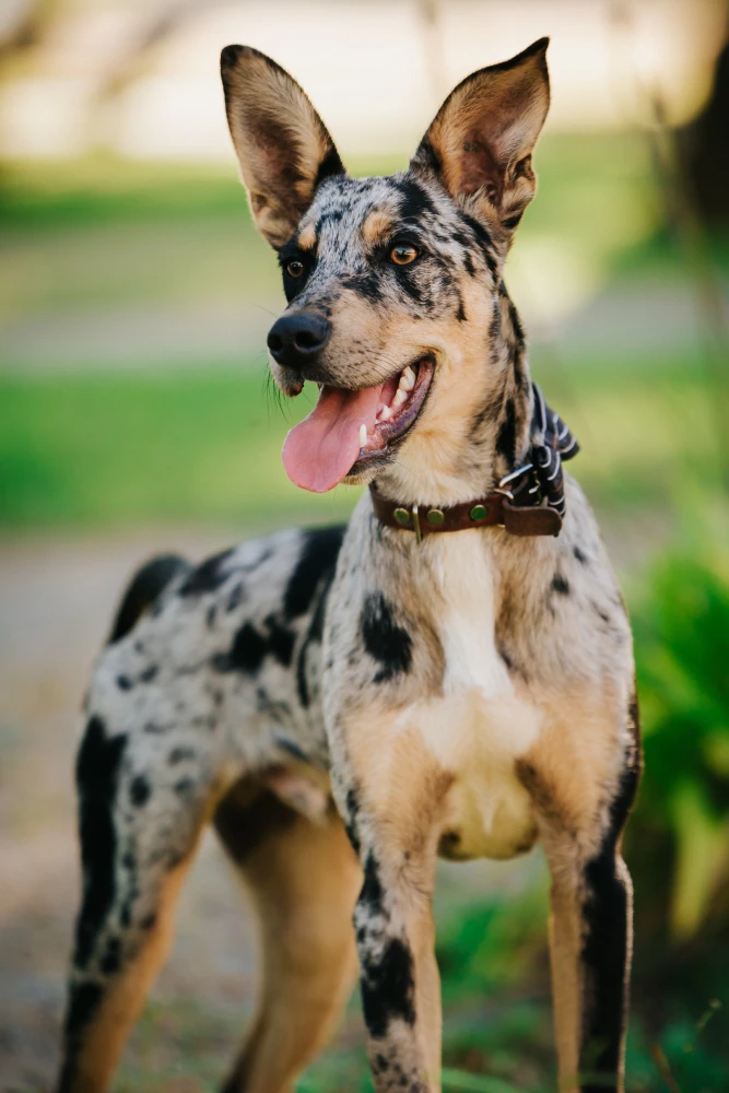 American Leopard Hound