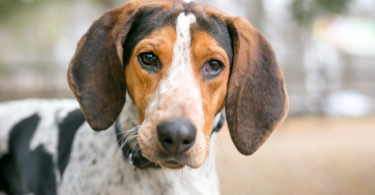 treeing walker coonhound training