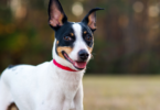 how to train a rat terrier