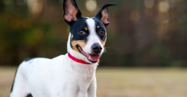 how to train a rat terrier