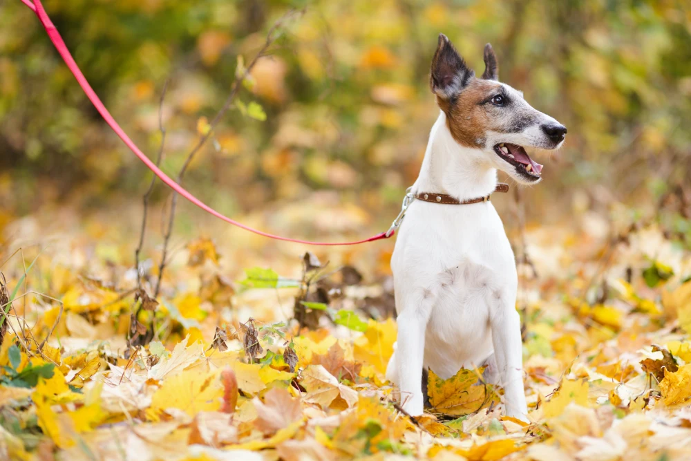 how to train a rat terrier