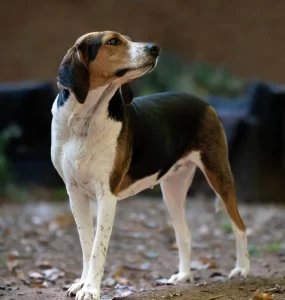 treeing walker coonhound training