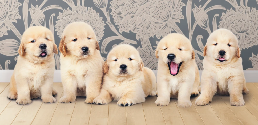 Golden Retriever Puppies